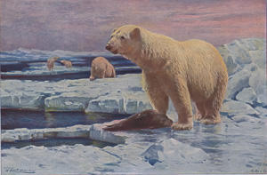 Polar Bears in their Realm of Ice and Snow